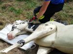 20190706_05_Kopfsicherung