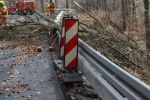 08 - 2019-03-10 Baum 7Wege